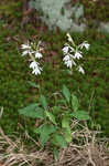 Cardinal flower